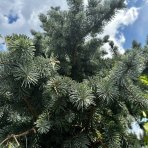 Smrek pichľavý (Picea Pungens) ´Glauca KOSTER´ - výška 280-300 cm, kont. C230L